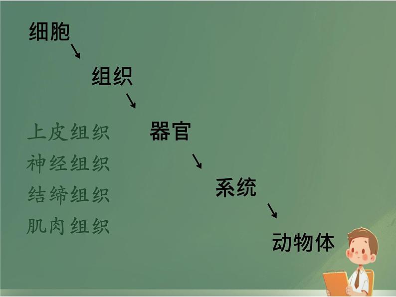 初中  生物  人教版（2024）  七年级上册（2024）  第三节 植物体的结构层次 课件第4页