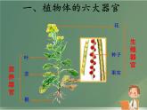 初中  生物  人教版（2024）  七年级上册（2024）  第三节 植物体的结构层次 课件