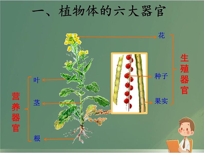 初中  生物  人教版（2024）  七年级上册（2024）  第三节 植物体的结构层次 课件第5页