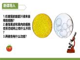 初中  生物  人教版（2024）  七年级上册（2024）  第三节 植物体的结构层次 课件