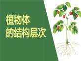 初中  生物  人教版（2024）  七年级上册（2024）  第三节 植物体的结构层次 课件