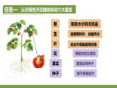 初中  生物  人教版（2024）  七年级上册（2024）  第三节 植物体的结构层次 课件