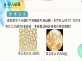 初中  生物  人教版（2024）  七年级上册（2024）  第三节 植物体的结构层次 课件