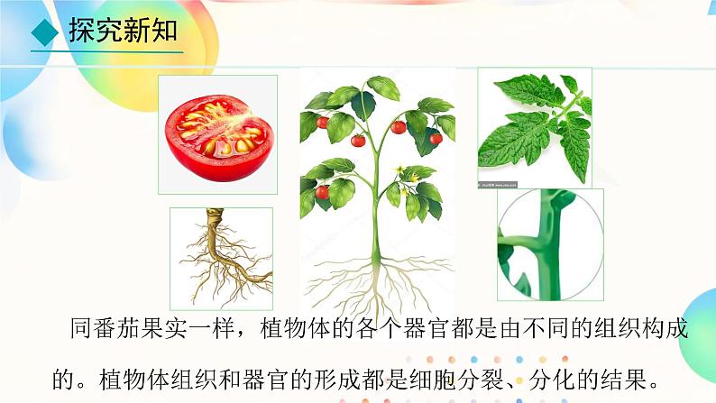 初中  生物  人教版（2024）  七年级上册（2024）  第三节 植物体的结构层次 课件第3页