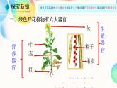 初中  生物  人教版（2024）  七年级上册（2024）  第三节 植物体的结构层次 课件