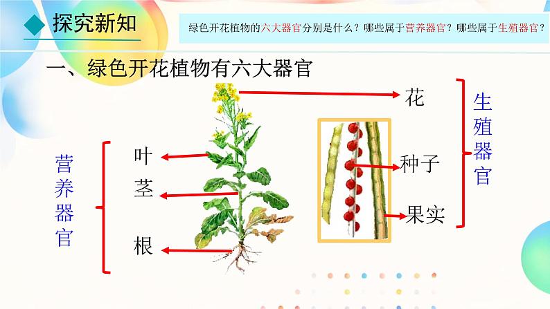 初中  生物  人教版（2024）  七年级上册（2024）  第三节 植物体的结构层次 课件第4页