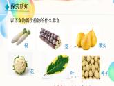 初中  生物  人教版（2024）  七年级上册（2024）  第三节 植物体的结构层次 课件