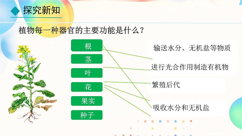 初中  生物  人教版（2024）  七年级上册（2024）  第三节 植物体的结构层次 课件第6页