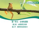 初中  生物  人教版（2024）  七年级上册（2024）  第三节 植物体的结构层次 课件