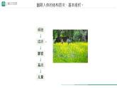 初中  生物  人教版（2024）  七年级上册（2024）  第三节 植物体的结构层次 课件