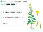 初中  生物  人教版（2024）  七年级上册（2024）  第三节 植物体的结构层次 课件