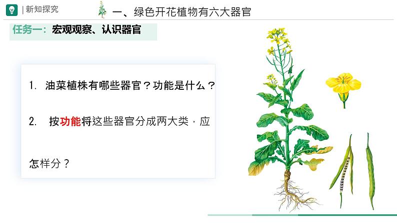 初中  生物  人教版（2024）  七年级上册（2024）  第三节 植物体的结构层次 课件第5页