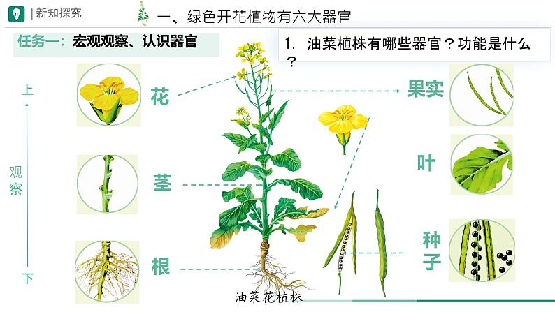 初中  生物  人教版（2024）  七年级上册（2024）  第三节 植物体的结构层次 课件第6页