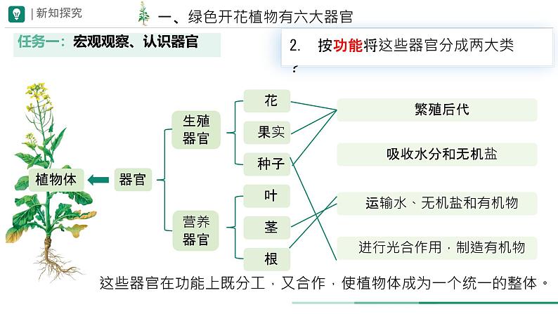 初中  生物  人教版（2024）  七年级上册（2024）  第三节 植物体的结构层次 课件第7页