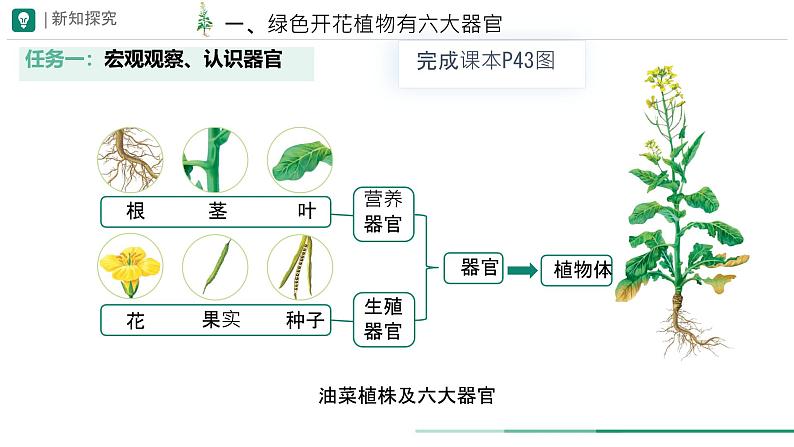 初中  生物  人教版（2024）  七年级上册（2024）  第三节 植物体的结构层次 课件第8页