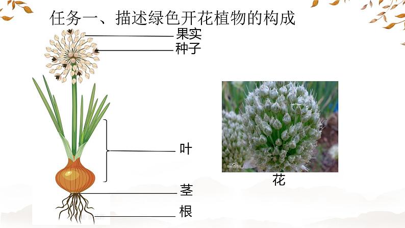 初中  生物  人教版（2024）  七年级上册（2024） 第三节 植物体的结构层次 课件第3页