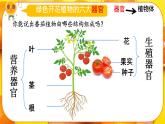 初中  生物  人教版（2024）  七年级上册（2024） 第三节 植物体的结构层次 课件