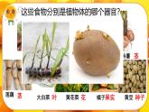 初中  生物  人教版（2024）  七年级上册（2024） 第三节 植物体的结构层次 课件