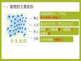 初中  生物  人教版（2024）  七年级上册（2024） 第三节 植物体的结构层次 课件