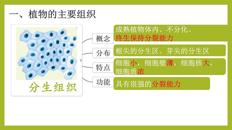 初中  生物  人教版（2024）  七年级上册（2024） 第三节 植物体的结构层次 课件第2页