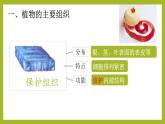 初中  生物  人教版（2024）  七年级上册（2024） 第三节 植物体的结构层次 课件