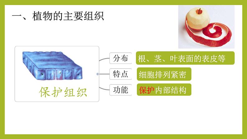 初中  生物  人教版（2024）  七年级上册（2024） 第三节 植物体的结构层次 课件第3页