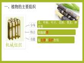 初中  生物  人教版（2024）  七年级上册（2024） 第三节 植物体的结构层次 课件