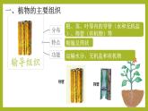 初中  生物  人教版（2024）  七年级上册（2024） 第三节 植物体的结构层次 课件