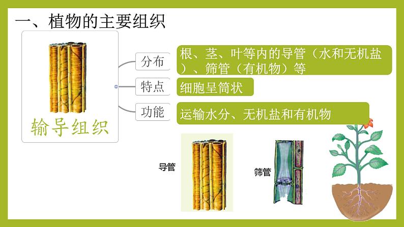 初中  生物  人教版（2024）  七年级上册（2024） 第三节 植物体的结构层次 课件第5页