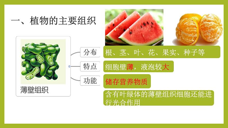 初中  生物  人教版（2024）  七年级上册（2024） 第三节 植物体的结构层次 课件第6页