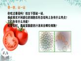 初中  生物  人教版（2024）  七年级上册（2024） 第三节 植物体的结构层次 课件