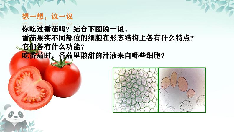 初中  生物  人教版（2024）  七年级上册（2024） 第三节 植物体的结构层次 课件第2页