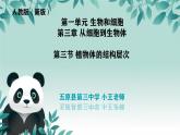 初中  生物  人教版（2024）  七年级上册（2024） 第三节 植物体的结构层次 课件