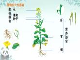 初中  生物  人教版（2024）  七年级上册（2024） 第三节 植物体的结构层次 课件