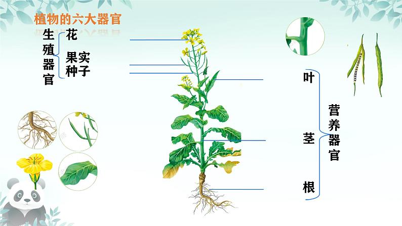 初中  生物  人教版（2024）  七年级上册（2024） 第三节 植物体的结构层次 课件第5页