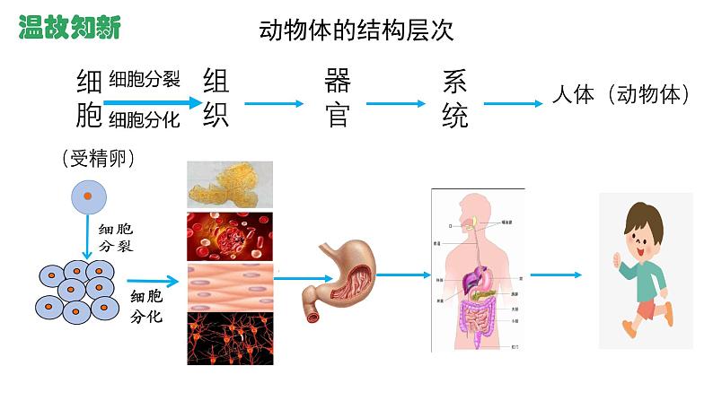 初中  生物  人教版（2024）  七年级上册（2024） 第三节 植物体的结构层次 课件第2页