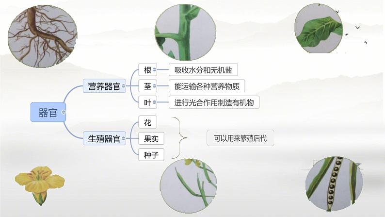 初中  生物  人教版（2024）  七年级上册（2024） 第三节 植物体的结构层次 课件第5页