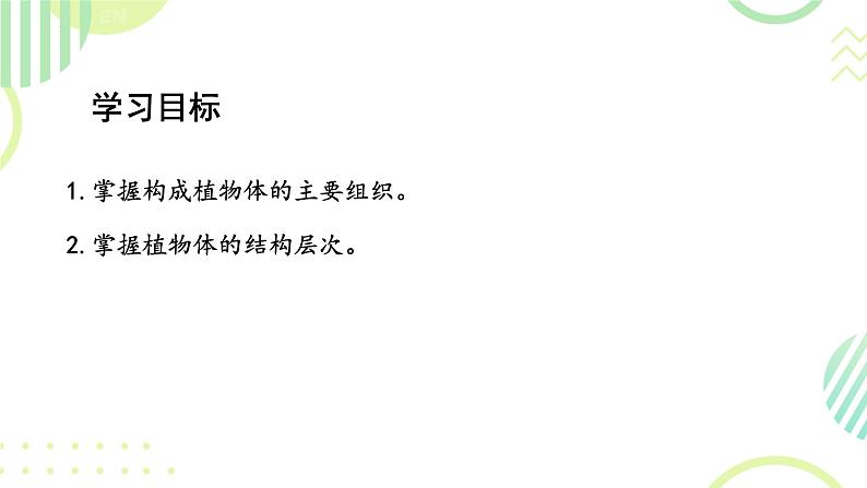 初中  生物  人教版（2024）  七年级上册（2024） 第三节 植物体的结构层次 课件第2页