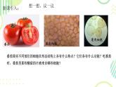 初中  生物  人教版（2024）  七年级上册（2024） 第三节 植物体的结构层次 课件