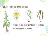 初中  生物  人教版（2024）  七年级上册（2024） 第三节 植物体的结构层次 课件