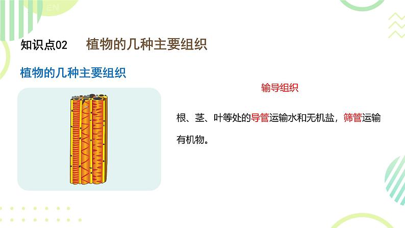 初中  生物  人教版（2024）  七年级上册（2024） 第三节 植物体的结构层次 课件第8页