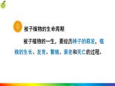 3.1.1 种子的萌发 (课件)-2024-2025学年人教版(2024)生物七年级下册