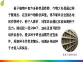 3.1.1 种子的萌发 (课件)-2024-2025学年人教版(2024)生物七年级下册