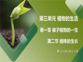 3.1.2 植株的生长  (课件)-2024-2025学年人教版(2024)生物七年级下册