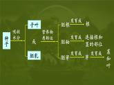 3.1.2 植株的生长  (课件)-2024-2025学年人教版(2024)生物七年级下册