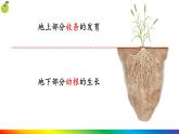 3.1.2 植株的生长  (课件)-2024-2025学年人教版(2024)生物七年级下册