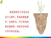 3.1.2 植株的生长  (课件)-2024-2025学年人教版(2024)生物七年级下册