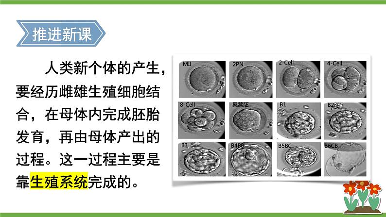 第一节 人的生殖第6页