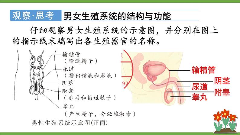 第一节 人的生殖第8页