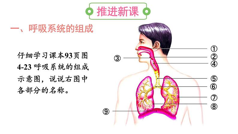 第一节 呼吸道对空气的处理第4页